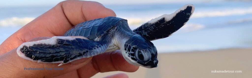 sukamade-turtle-conservation